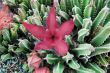 Cactus  Flower