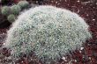 Cactus mammilaria compressa