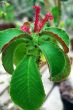 Succulent Monadenium spectabile