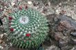 Cactus Mammilaria magnimamma