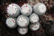 Cactus Mammillaria Geminispina