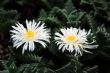 Lithops faucaria candida white flowers