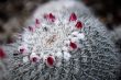 Cactus Mammillaria Flowers