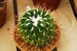 Cactus stenocactus