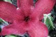 Pink Cactus  Flower