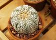 Cactus astrophytum kebuta