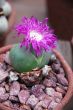 Lithops argyraderma with pink flower