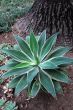 Aloe Succulent