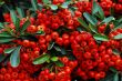 holly and red berries