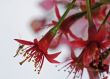 Insect feeding on Cherry Flower