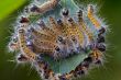 beads on the leaf