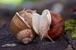 snails like a wrestlers