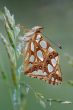 queen of Spain fritillary