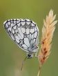 satyrid butterfly on the ear