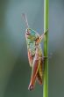 grasshopper on the blade of grass