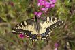 swallowtail