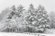 Fresh Snow at the Park