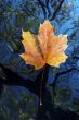 autumn leaf on the water