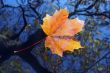 autumn leaf on the water