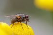 close-up of the fly