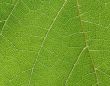 leaf of wine grape