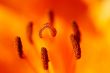 close-up of the bloom of lily