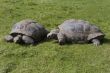 giant tortoises