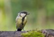 coal tit