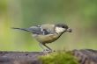 coal tit with grain in the beak