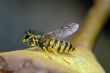 wasp - yellow jacket