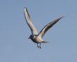 flying gull