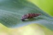 little snail on the leaf