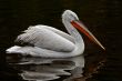 Dalmatian pelican