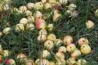 autumn apples at the grass