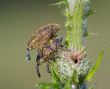 pales weevil