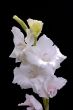 white gladiolus