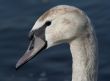 swan head with beads