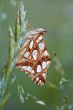 butterfly on the grass