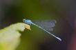 damsel-fly