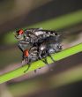 pair - flies