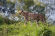 hunting leopard