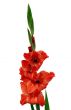 gladiolus