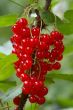 redcurrant