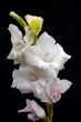 gladiolus