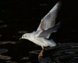 flying gull