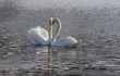 swan lake