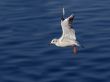 flying gull