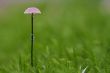 little mushroom with bead