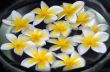 Yellow Plumeria Spa