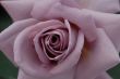 Mauve Rose Flower